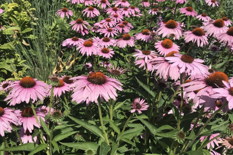 Field of blooming purple coneflowers.
